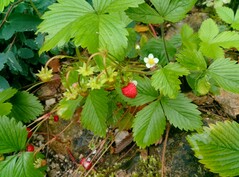 Photo using main camera