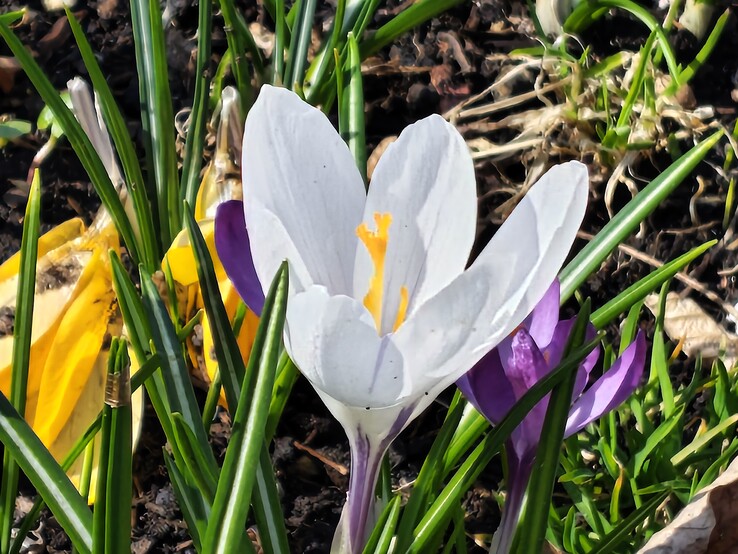 Motorola Edge 70 Fusion: Main camera at 8x zoom