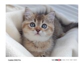 A Z50 Pro camera sample. (Source: Nubia)