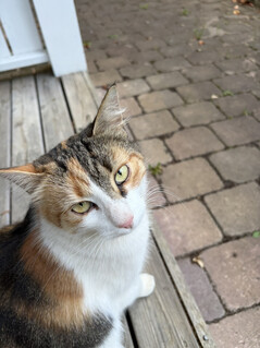Photo taken with the main camera