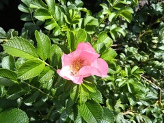 Photo taken using main camera