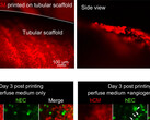 3D-printed heart tissue created by retrofitting a robotic arm beats for six months