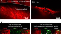 Bioprinted cardiac tissue kept beating for six months (image: Bioactive Materials)