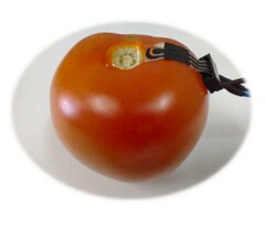 Brazillian researchers develop plant-wearable sensor to detect pesticides on produce. (Source: S.C. Teixeira et al. article in Biomaterials Advances)