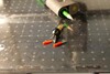 Replacement blades are available