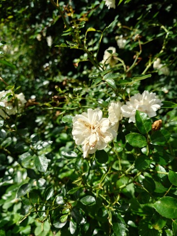 Photo taken using main camera