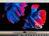 The MEDION LIFE OLED smart TV supports Dolby Vision and Dolby Atmos. (Image source: MEDION)