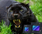 Panther Lake could launch in 2025 with fast Xe3 iGPUs. (Image Source: iStock + Intel)