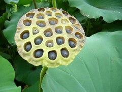 Lotus pods can trigger trypophobia symptoms. (Source: Techinsider)