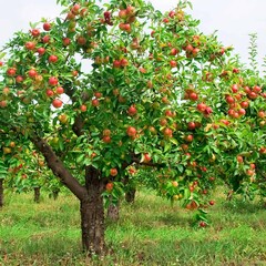 The tree that inspired a trillion-dollar brand (Image source: Harvest to Table)