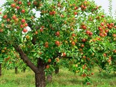 The tree that inspired a trillion-dollar brand (Image source: Harvest to Table)
