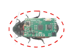 The cyborg insects for this study were the Madagascar hissing cockroaches. Here&#039;s a representation with a wireless stimulation backpack on its back. (Image source: Beijing Institute of Technology Press)