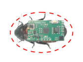 The cyborg insects for this study were the Madagascar hissing cockroaches. Here's a representation with a wireless stimulation backpack on its back. (Image source: Beijing Institute of Technology Press)
