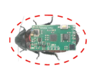 The cyborg insects for this study were the Madagascar hissing cockroaches. Here's a representation with a wireless stimulation backpack on its back. (Image source: Beijing Institute of Technology Press)