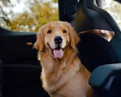 Zeekr X has electric folding seats to fit your pet (image: Geely)
