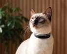 Cat 6 Mini records the activities of cats.