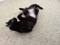 A blurry mess. (Source: u/Soulcloset)