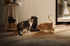 Petlibro smart pet feeder. Some units are unable to dispense food due to the outage.