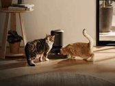 Petlibro smart pet feeder. Some units are unable to dispense food due to the outage.
