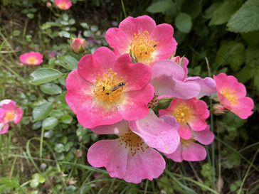 Picture taken with the main camera
