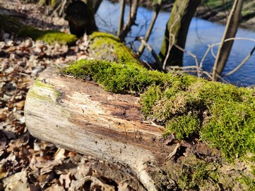 Xiaomi Mi 11 | Photo Mode