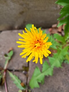 Taken with the main camera