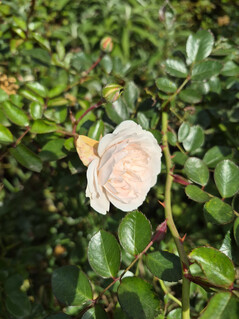 Photo taken using main camera