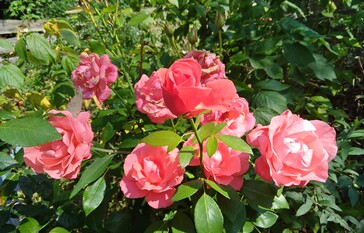 Picture taken with main camera