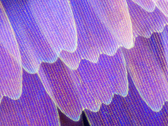A "microscope" shot allegedly taken with the Find X3 Pro. (Source: Weibo)