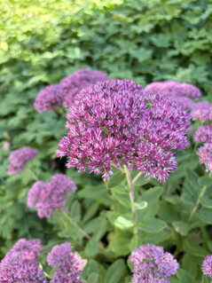 Photo taken with the main camera