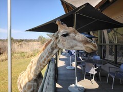 Lion and Safari Park: A giraffe decided to join for lunch (Image source: Darryl Linington - Notebookcheck)