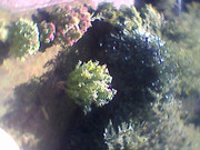 The webcam's pictures are muddy.