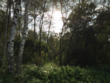Forest shot without HDR