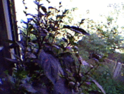 Webcam picture 1