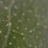 Microscope photo: Leaf