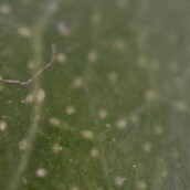 Microscope photo: Leaf