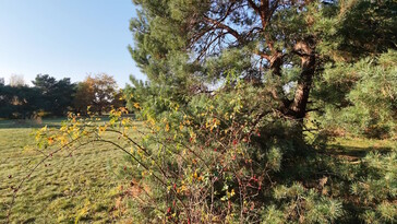 Colors are better in this picture