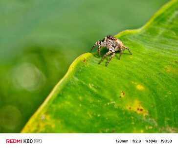 Redmi K80 Pro camera sample (Image source: Redmi)