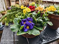 Vivo X200 Pro Mini: Sample photo