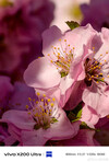 (Image source: Vivo)