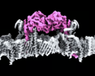 The PINK1 proteins, attached to the membrane of a mitochondrion. (Image source: WEHI)