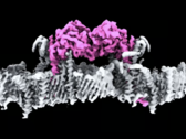 The PINK1 proteins, attached to the membrane of a mitochondrion. (Image source: WEHI)