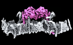 The PINK1 proteins, attached to the membrane of a mitochondrion. (Image source: WEHI)
