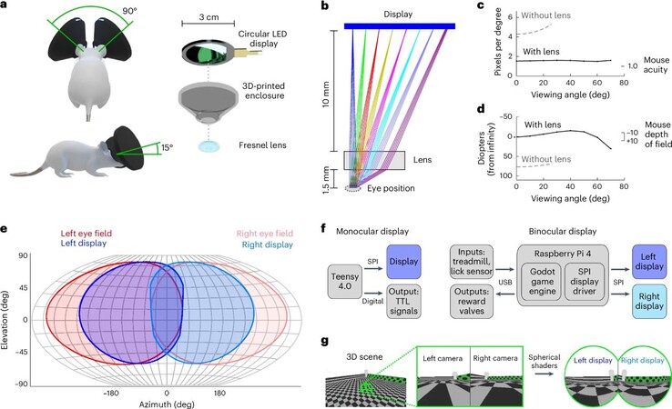 Mice wearing the MouseGoggles headset can walk virtual worlds endlessly, eliminating the tedious construction of mouse mazes. (Image source: M. Isaacson et al. via Nature Methods)