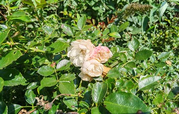 Picture taken with main camera