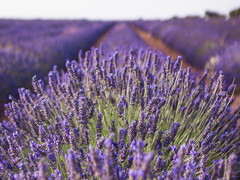 Linalool can be made from lavender and is more than just a fragrance as it can be used for NaS batteries (Image source: pixabay)