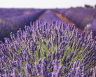 Linalool can be made from lavender and is more than just a fragrance as it can be used for NaS batteries (Image source: pixabay)