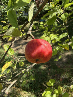 Photo taken with the main camera