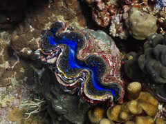 The iridescent opening inspires materials research. (Image source: youtube/Yale University)