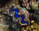 The iridescent opening inspires materials research. (Image source: youtube/Yale University)